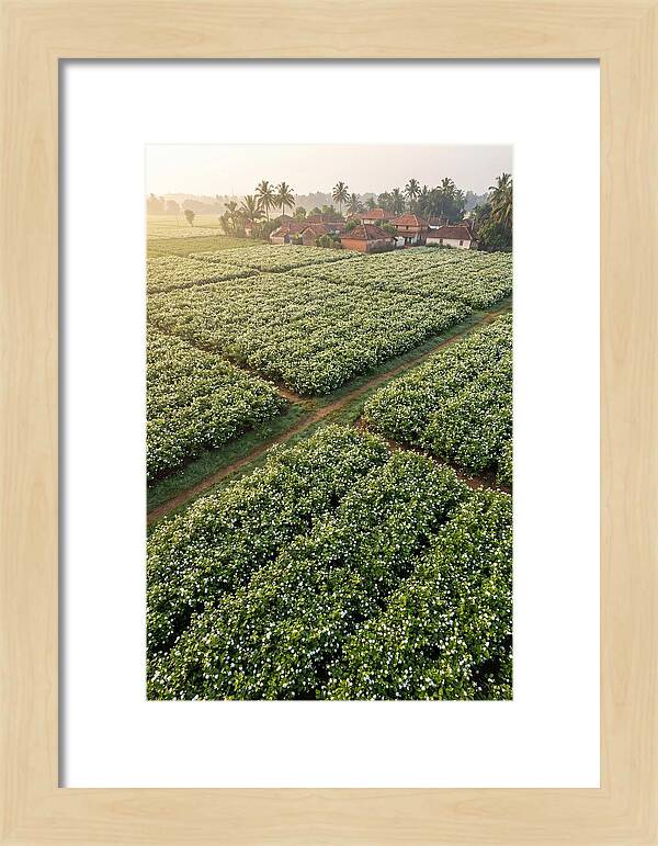 Farmhouse Amidst Jasmine Fields