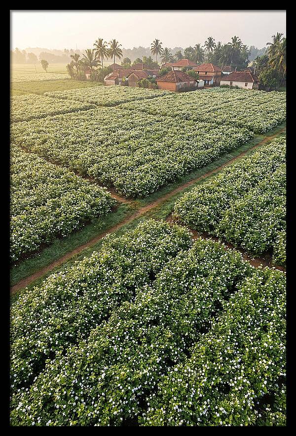 Farmhouse Amidst Jasmine Fields
