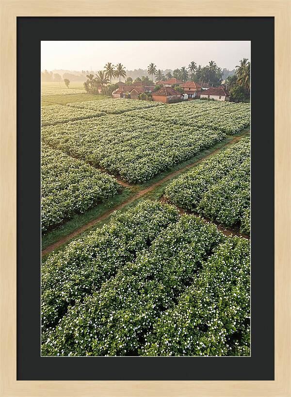 Farmhouse Amidst Jasmine Fields