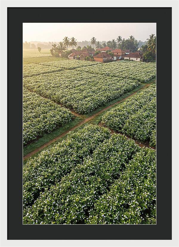 Farmhouse Amidst Jasmine Fields