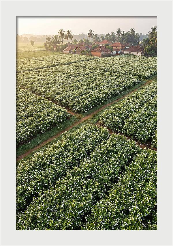 Farmhouse Amidst Jasmine Fields