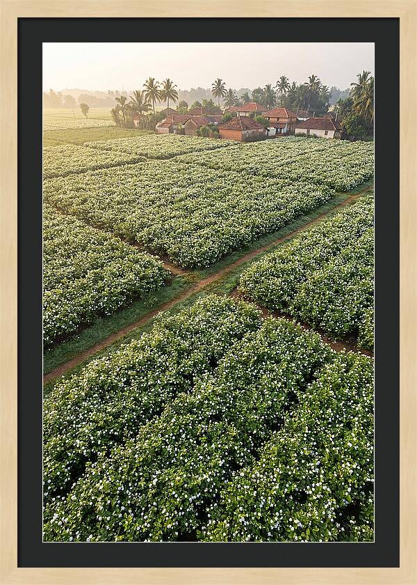 Farmhouse Amidst Jasmine Fields