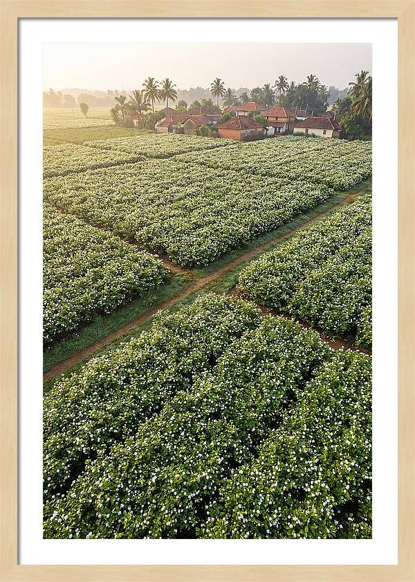 Farmhouse Amidst Jasmine Fields
