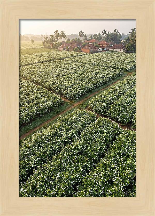 Farmhouse Amidst Jasmine Fields