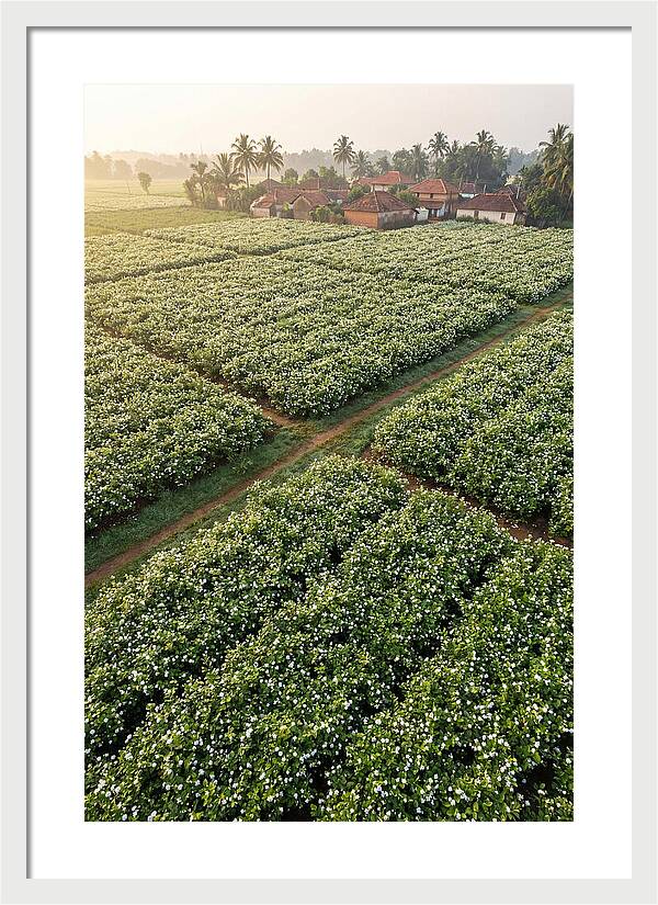 Farmhouse Amidst Jasmine Fields