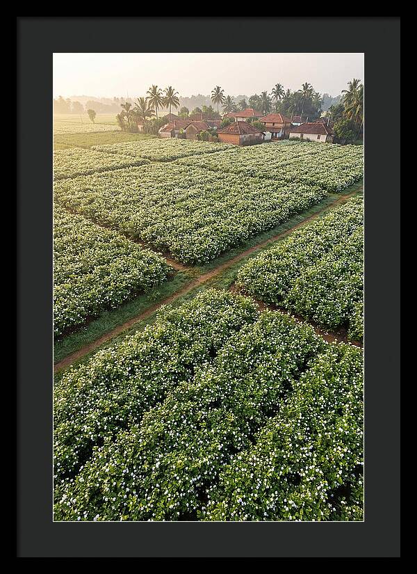 Farmhouse Amidst Jasmine Fields