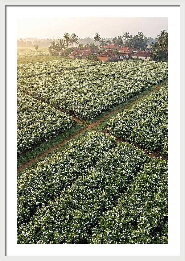 Farmhouse Amidst Jasmine Fields