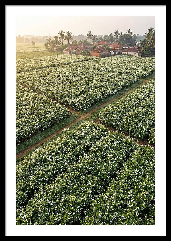 Farmhouse Amidst Jasmine Fields