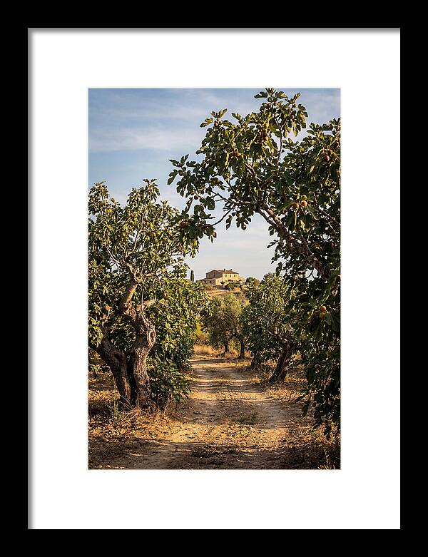 Farmhouse Among Fig Trees