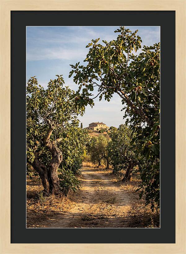 Farmhouse Among Fig Trees