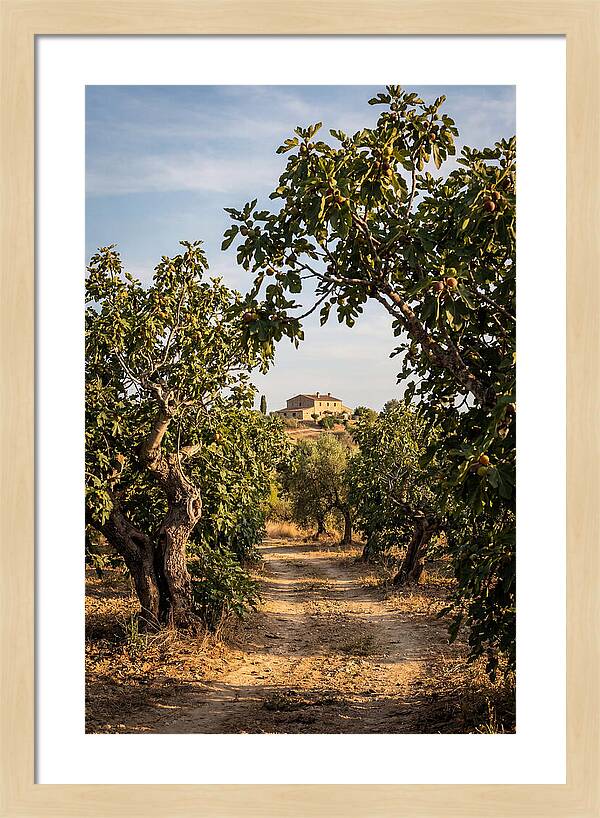 Farmhouse Among Fig Trees