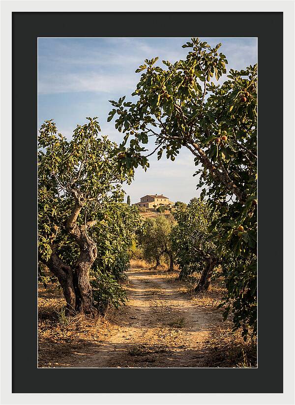 Farmhouse Among Fig Trees