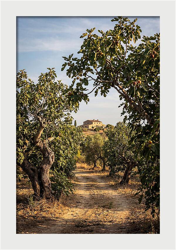 Farmhouse Among Fig Trees