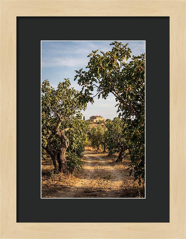 Farmhouse Among Fig Trees