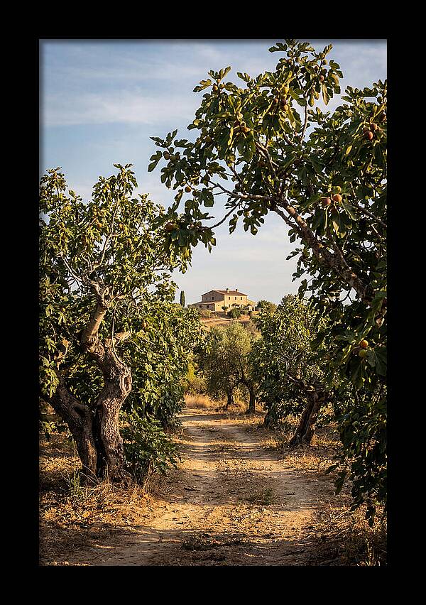 Farmhouse Among Fig Trees