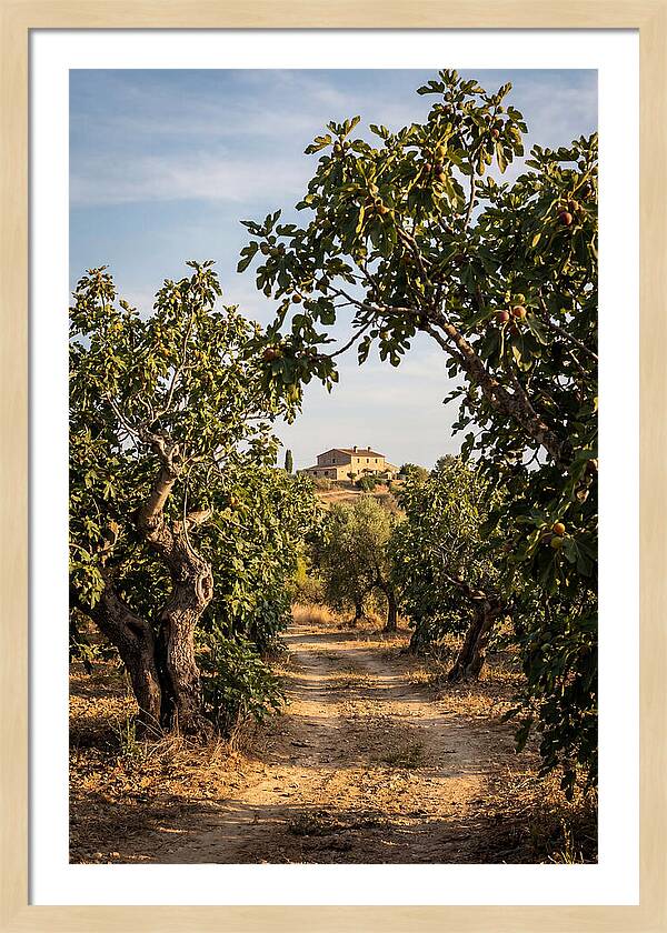 Farmhouse Among Fig Trees