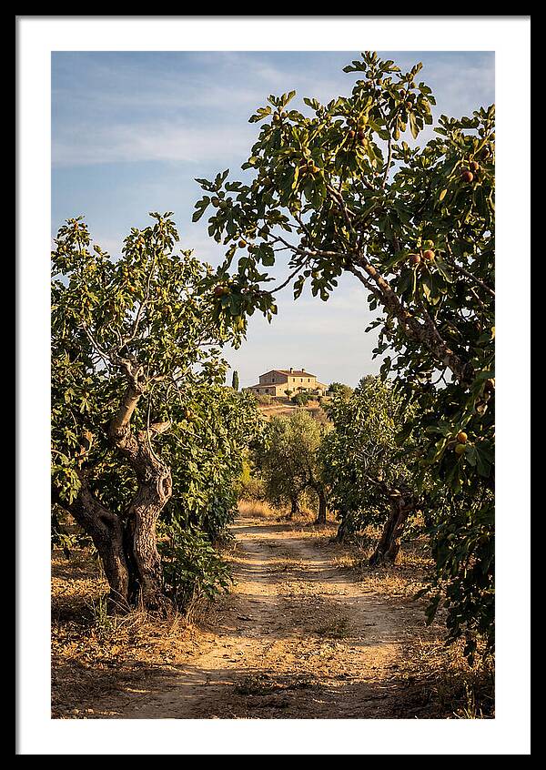 Farmhouse Among Fig Trees