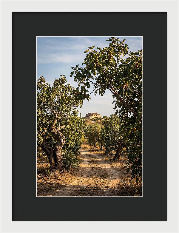 Farmhouse Among Fig Trees
