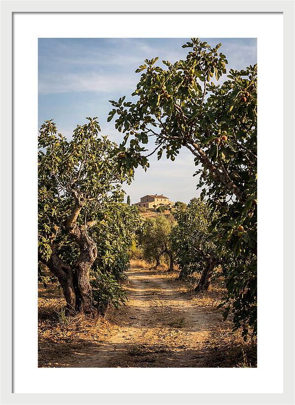 Farmhouse Among Fig Trees