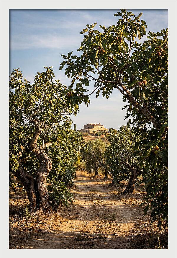 Farmhouse Among Fig Trees