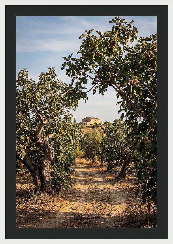 Farmhouse Among Fig Trees