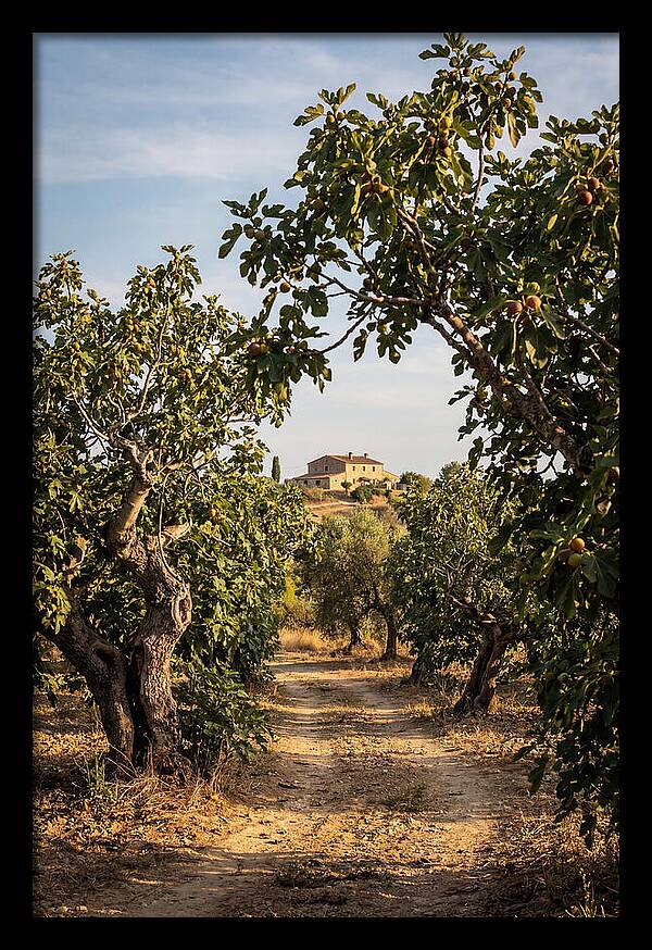 Farmhouse Among Fig Trees