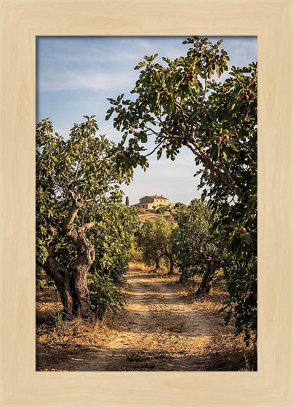Farmhouse Among Fig Trees