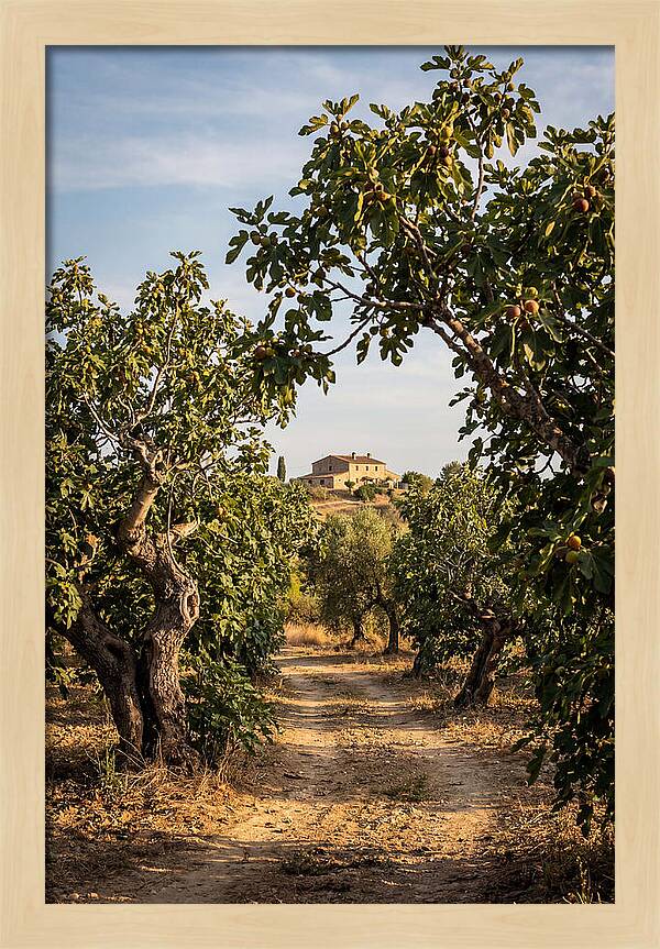 Farmhouse Among Fig Trees