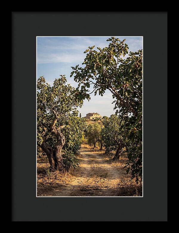 Farmhouse Among Fig Trees