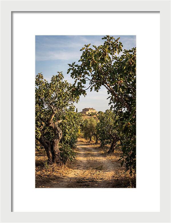Farmhouse Among Fig Trees