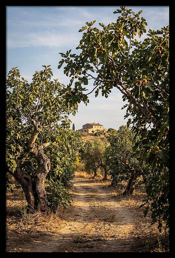 Farmhouse Among Fig Trees