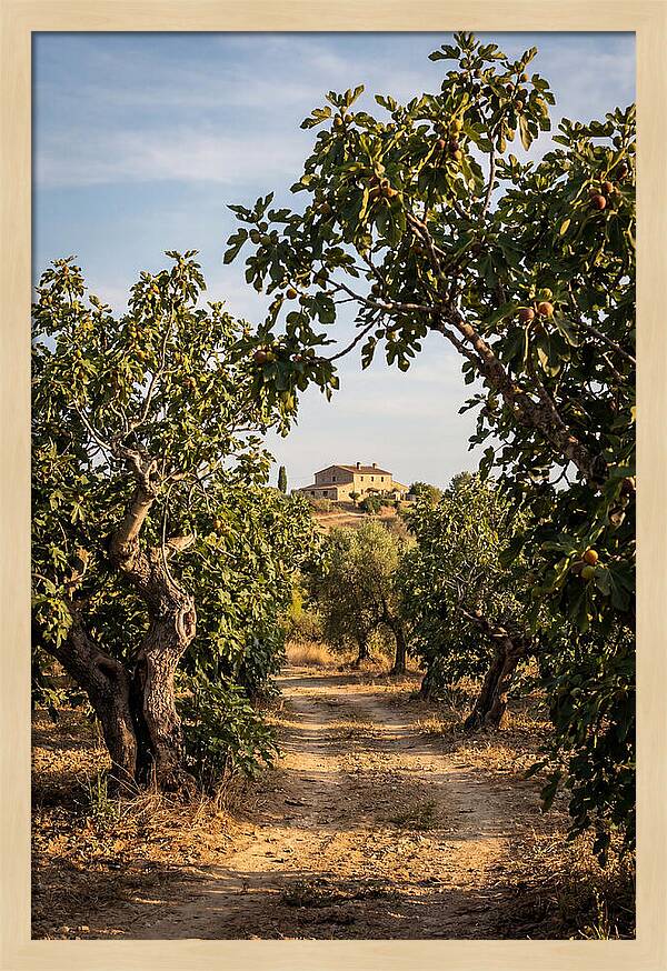 Farmhouse Among Fig Trees