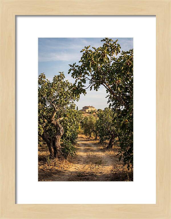 Farmhouse Among Fig Trees