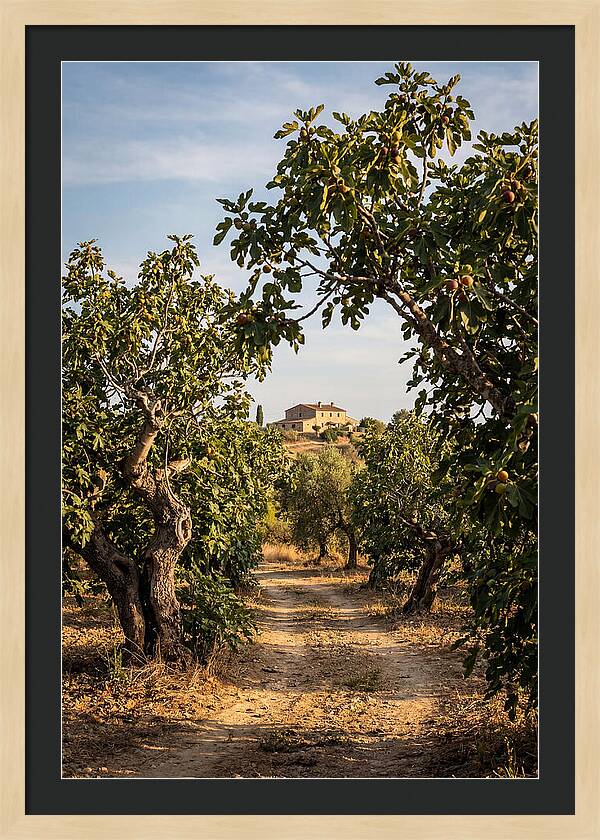 Farmhouse Among Fig Trees
