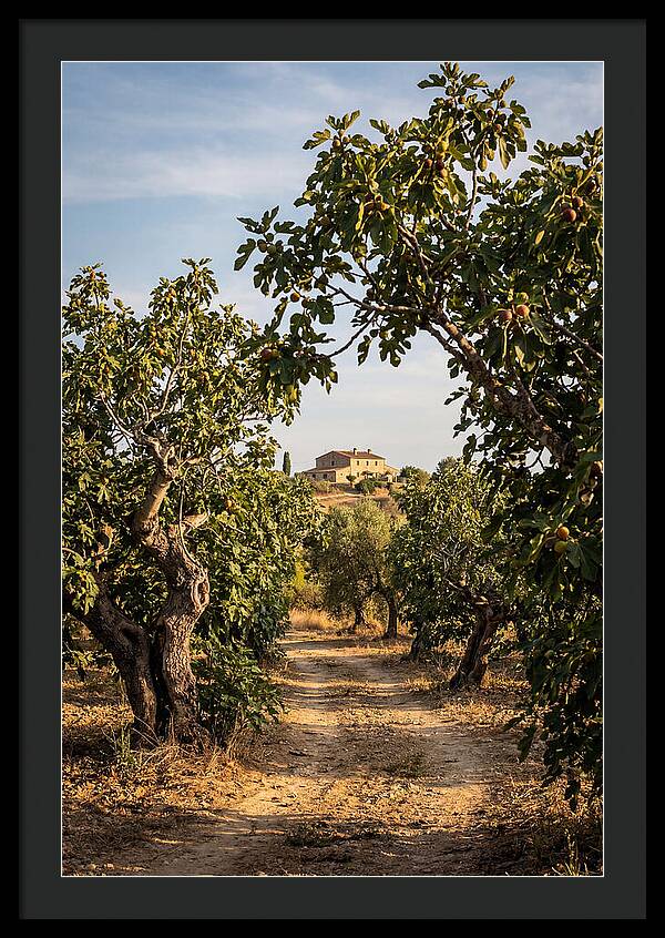Farmhouse Among Fig Trees