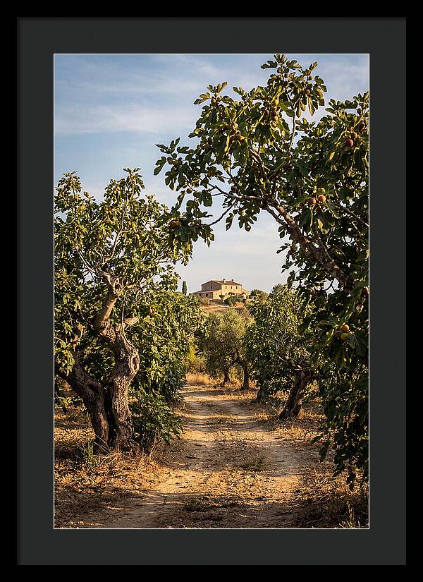 Farmhouse Among Fig Trees