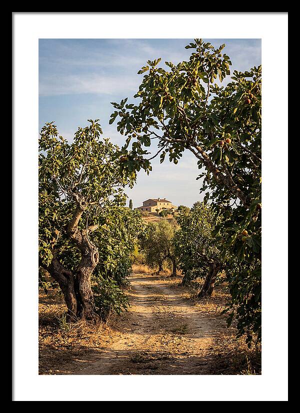 Farmhouse Among Fig Trees