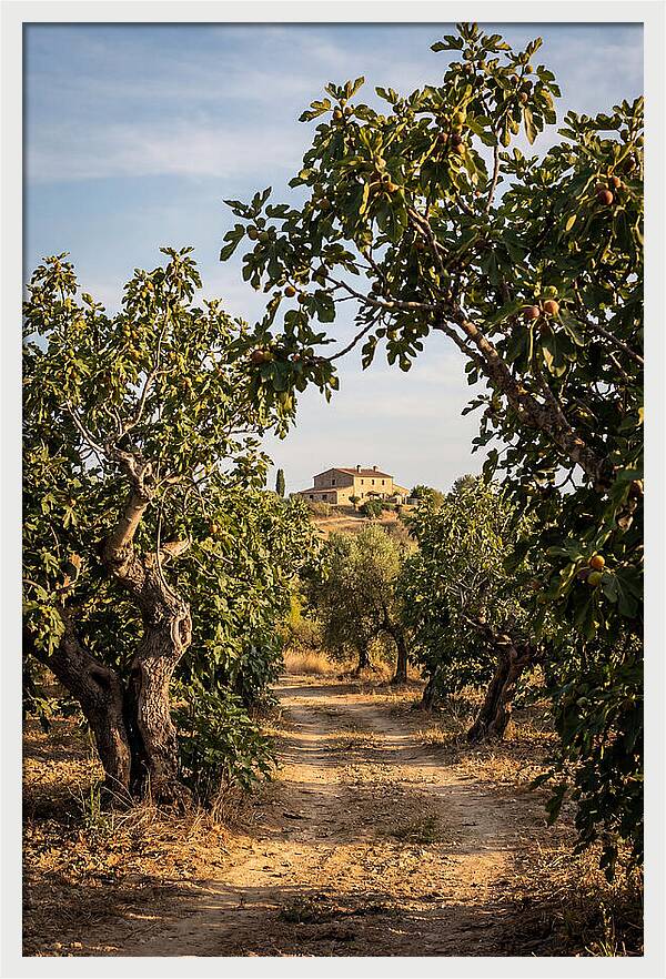 Farmhouse Among Fig Trees