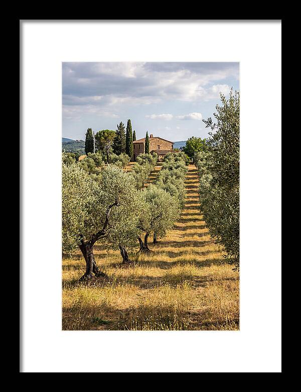 Farmhouse Among Olive Trees