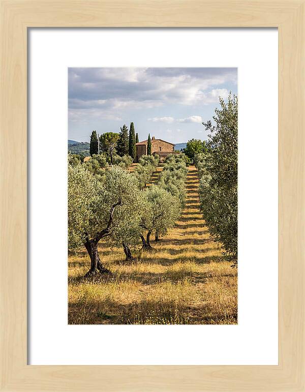 Farmhouse Among Olive Trees