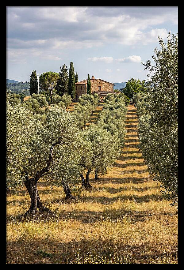 Farmhouse Among Olive Trees