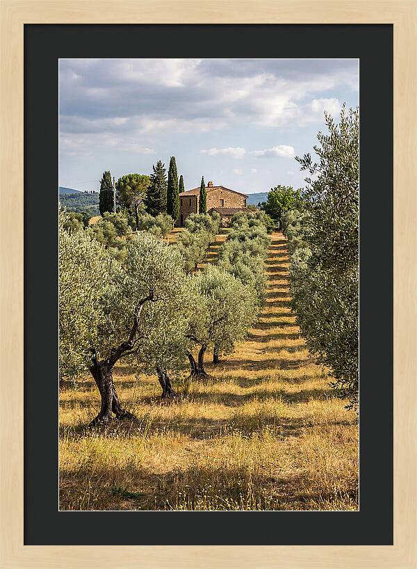 Farmhouse Among Olive Trees