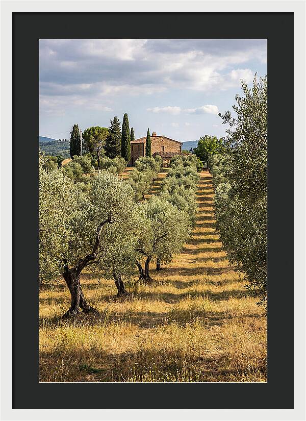 Farmhouse Among Olive Trees