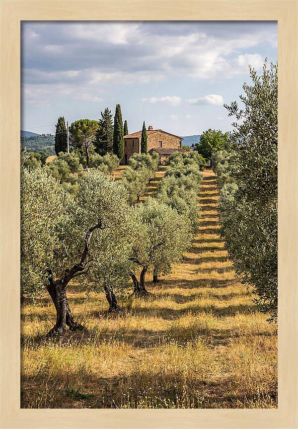 Farmhouse Among Olive Trees