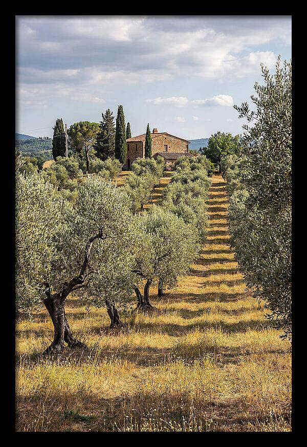 Farmhouse Among Olive Trees