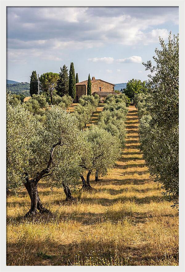 Farmhouse Among Olive Trees
