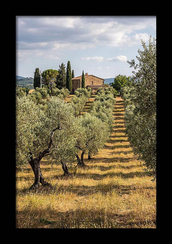 Farmhouse Among Olive Trees
