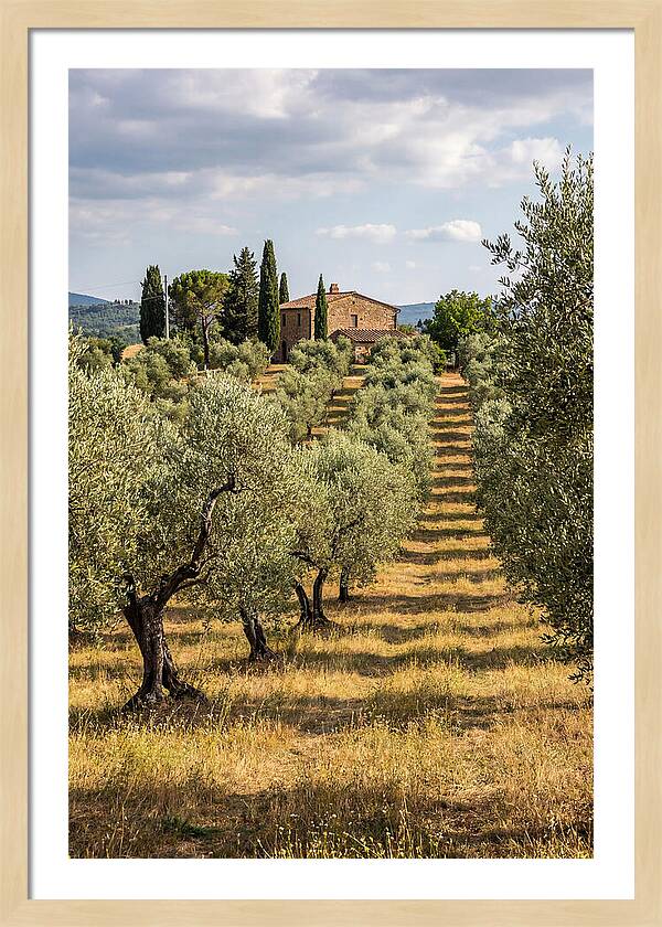 Farmhouse Among Olive Trees