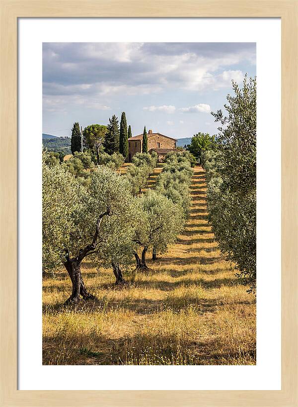 Farmhouse Among Olive Trees