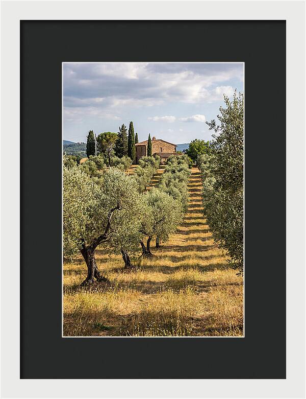 Farmhouse Among Olive Trees